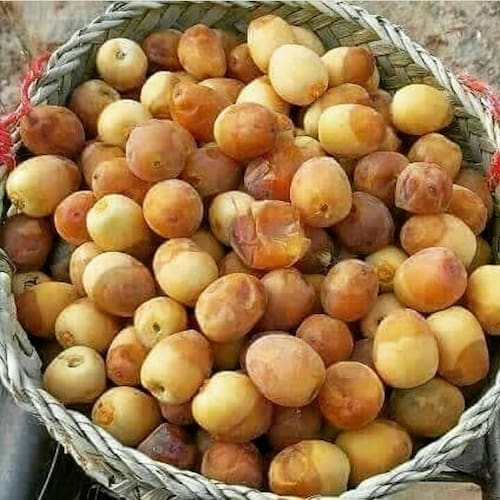 تصویر 5 از قیمت خرید خرمای برحی با فروش عمده